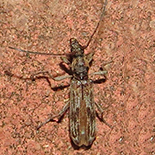 Deerolus hoelzeli